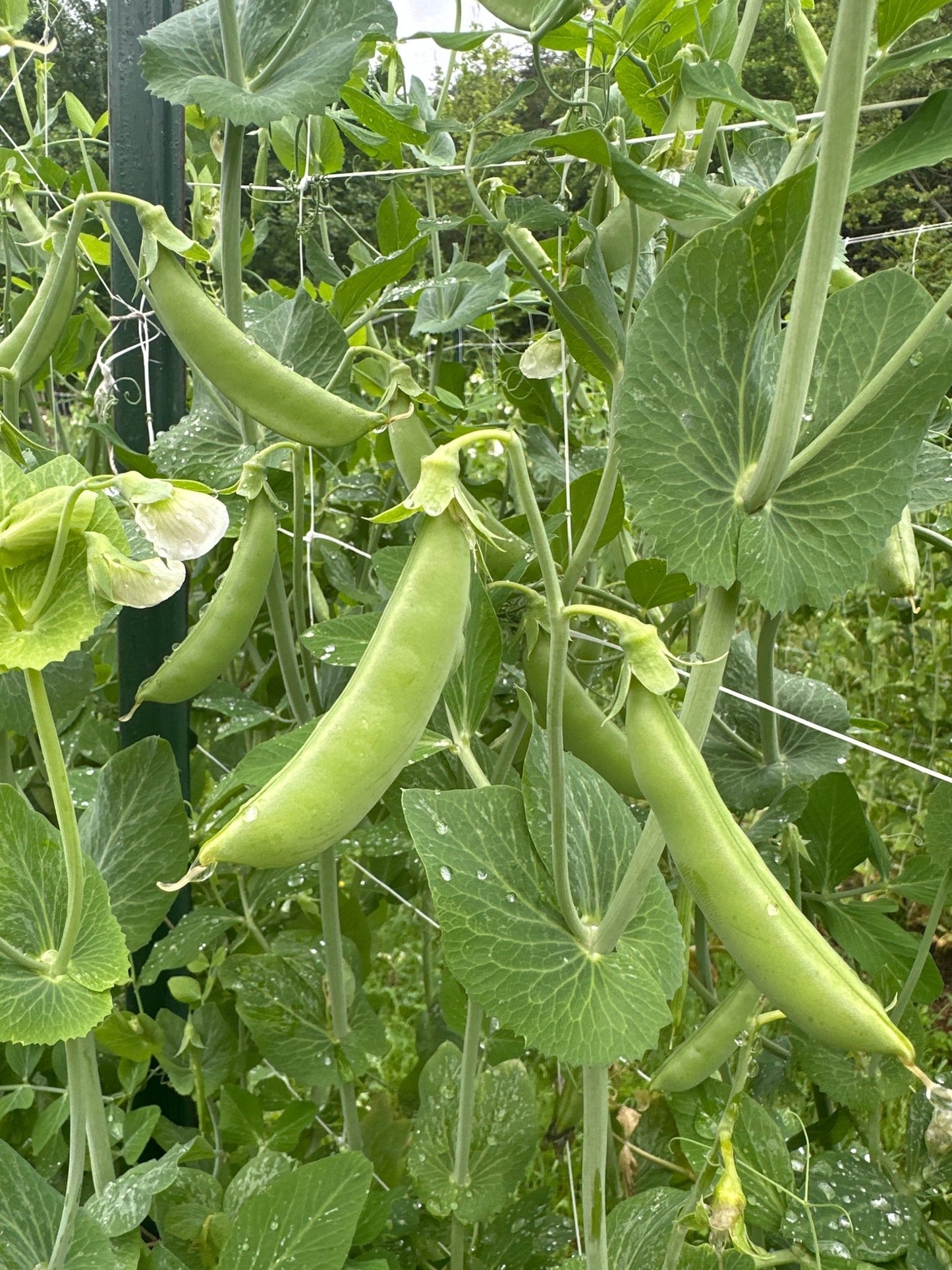 Sugar Snap Peas - Froggy House Organic Farm and Chocolate Factory